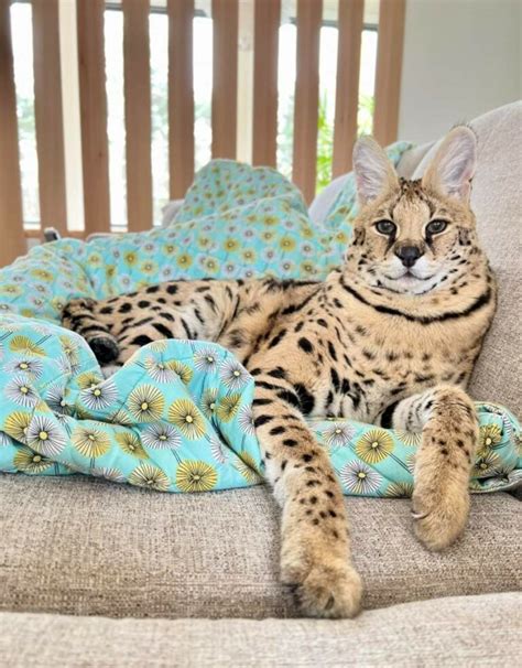 chloetheserval